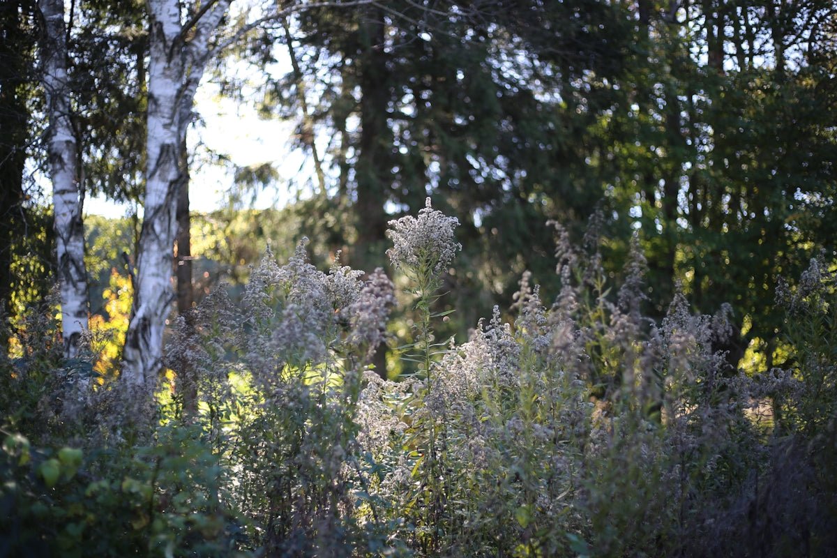 Emelie: Embracing the Rivalries and Deep Connections Nurtured by This Scandinavian Name - Oli Prik Copenhagen